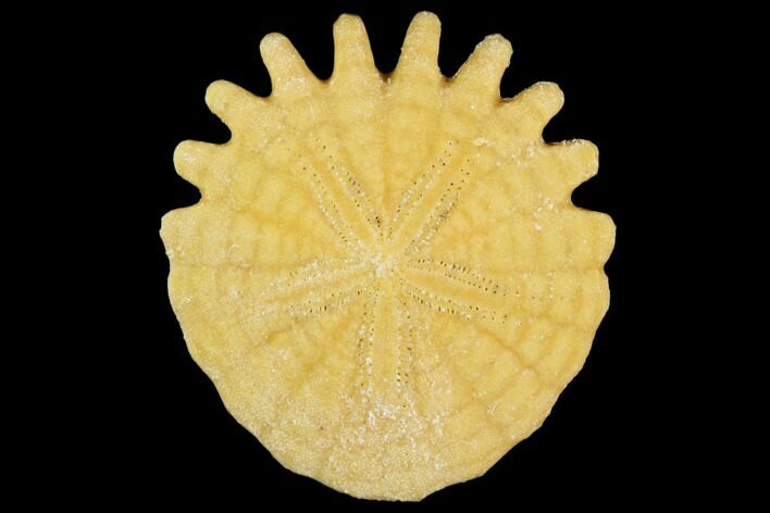 Fossil Sand Dollar (Heliophora) - Boujdour Province, Morocco #106776